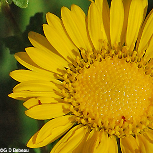 Curly-cup Gumweed flower