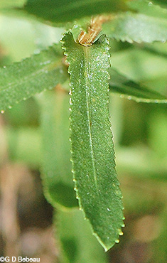 Curly-cup Gumweed leaf