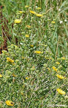 Curly-cup Gumweed plant