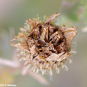 Curly-cup Gumweed seed head