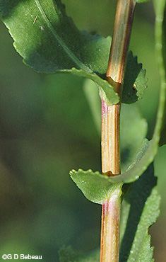 Curly-cup gumweed stem