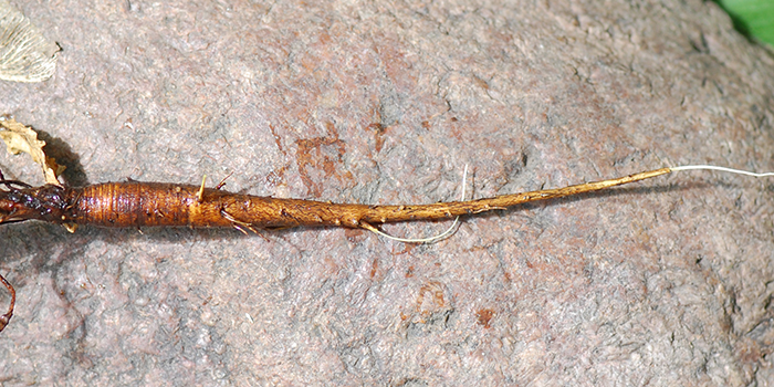 taproot
