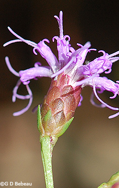 flower head