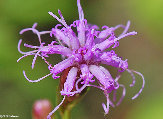 flower close up