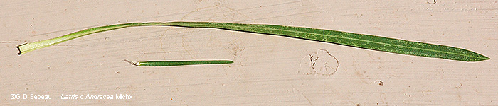 leaf comparison