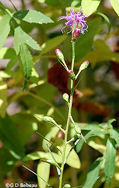 Plant