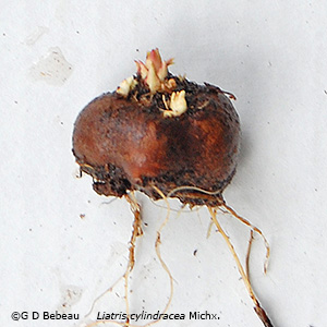 root