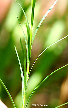 stem