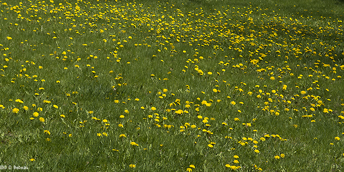Large plant group