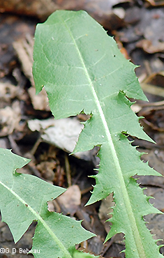 upper leaf section