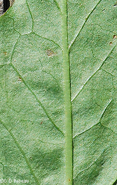 leaf underside section