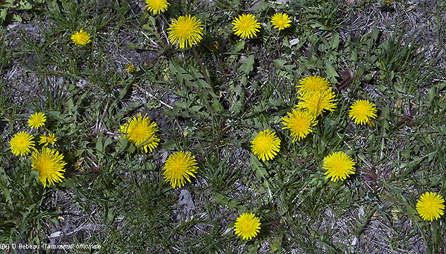 Large plant
