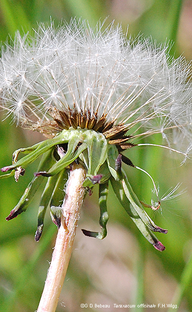 Seed head