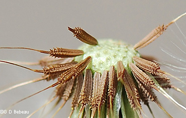 Seeds