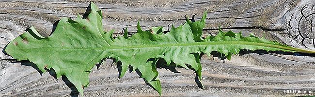 full leaf