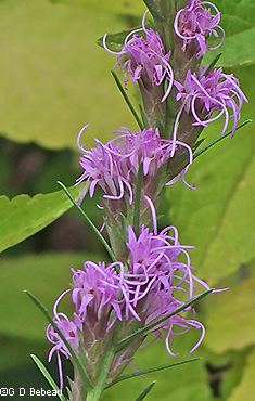 flower spike