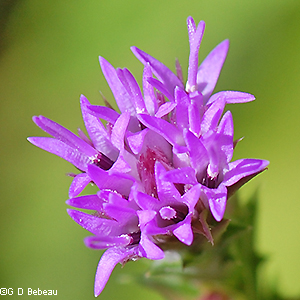 flower close-up