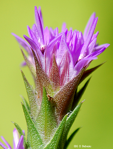 phyllaries