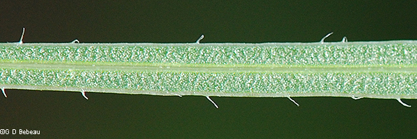 leaf
