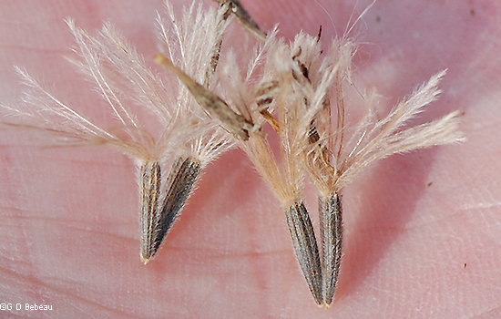 seeds