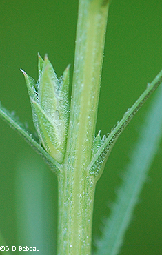 stem