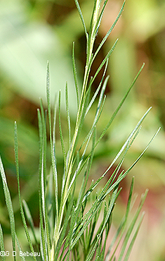 stem leaves
