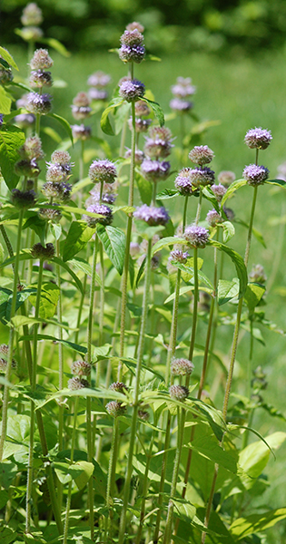 Downy wood mint group