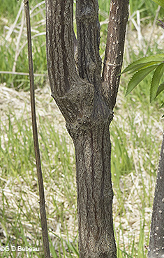 old stem bark
