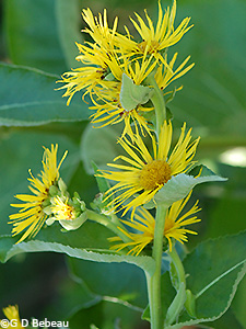 Elecampane