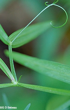 everlasting pea tendril