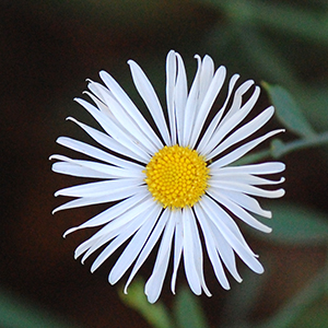 false aster flower