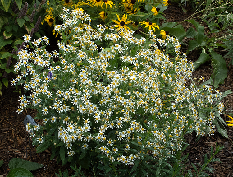 false aster plant
