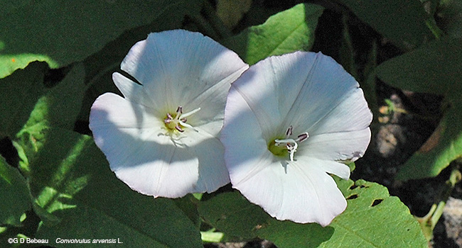 Field bindweed flowers