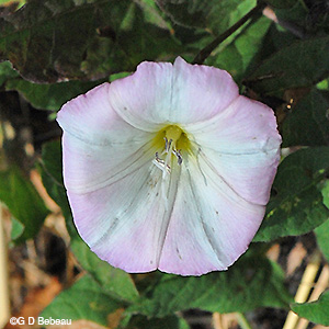 Field Bindweed flower