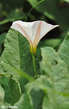 Field bindweed flower