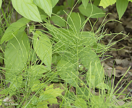 mature plant