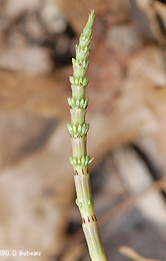 Sterile stem growing