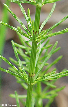 Sterile stem developed