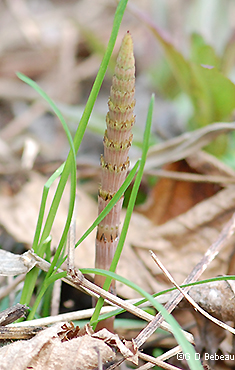 sterile stem emerging