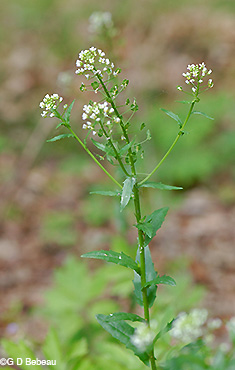 Field Pennycress plant