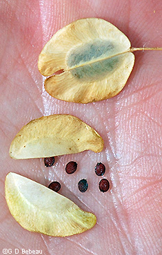 mature seed