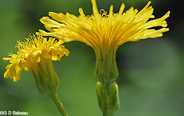 Field Sow Thistle bracts