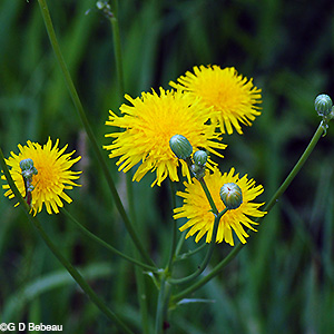 Field Sow thistle flower cluster