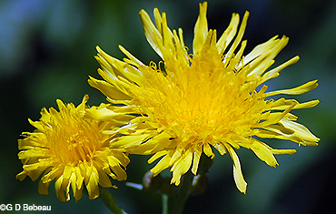 Field Sow Thistle flowers