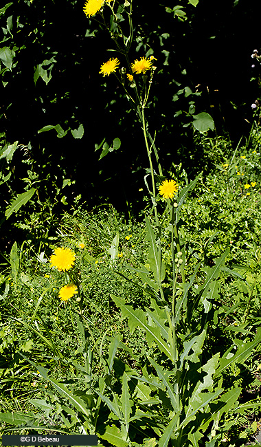 Full plant