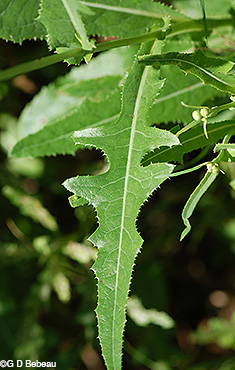 Field Sow Thistle leaf