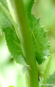 leaf auricle