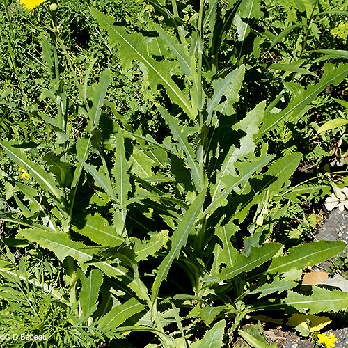 basal leaves