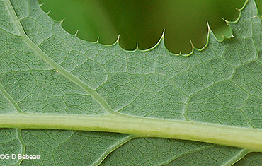 leaf underside