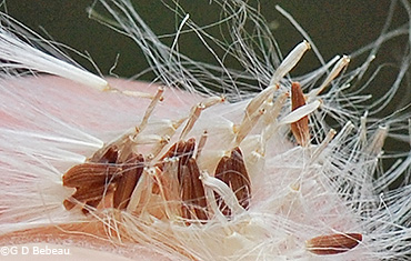Seeds